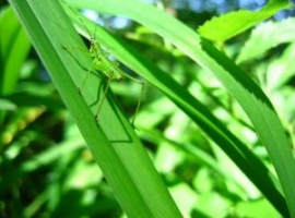 Plagen in de tuin