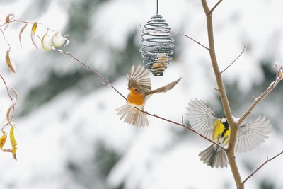 15 tuintips voor december