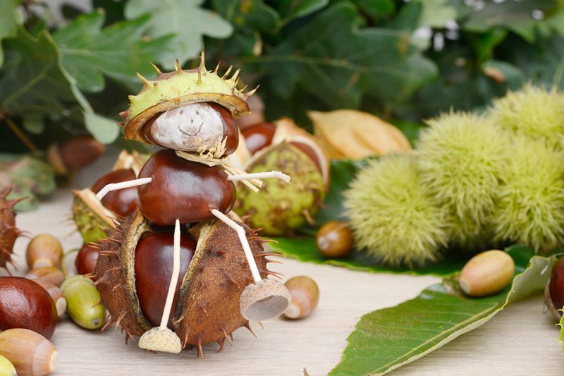 5 groene activiteiten voor de kinderen in de herfstvakantie Tips voor de herfstvakantie! Tuincentrum Borghuis