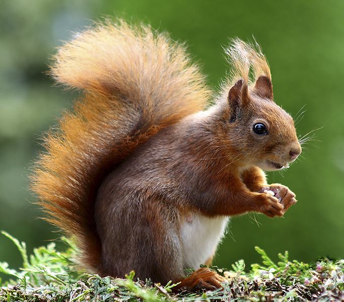 5x Tips Zo Krijg Je De Eekhoorn In Je Tuin Tuincentrum Borghuis