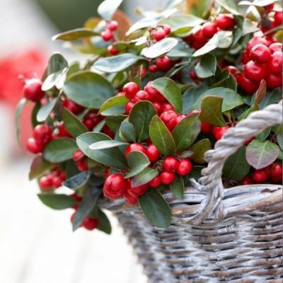 Gaultheria: Tuinplant van de maand oktober