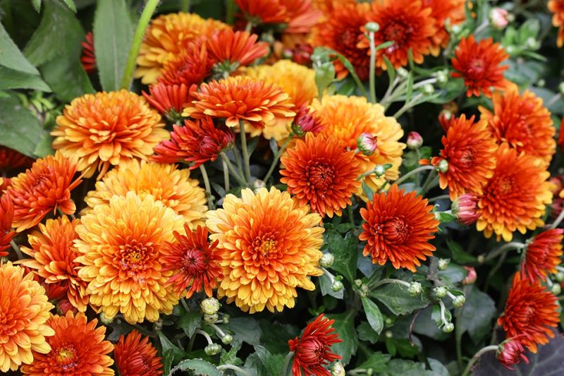 Herfstsfeer op terras en balkon Tuincentrum Borghuis Tips voor de herfstvakantie! Tuincentrum Borghuis