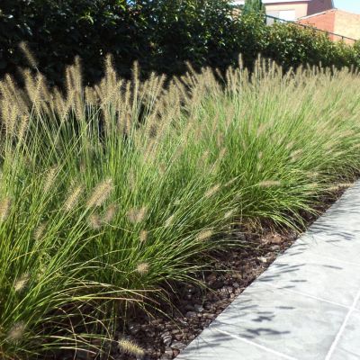 Siergras: tuinplant van de maand augustus
