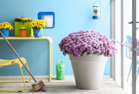 Tuinplant van de maand september: Bolchrysant