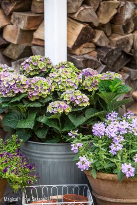 Zomertopper voor binnen en buiten: de hortensia