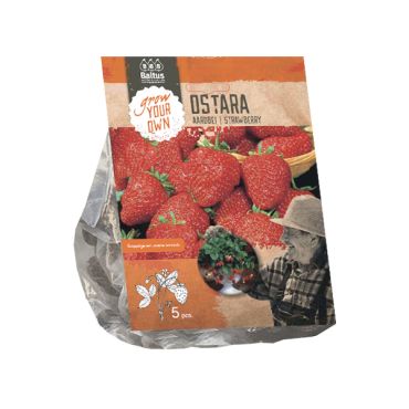 Aardbei ostara