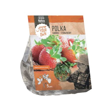 Aardbei polka