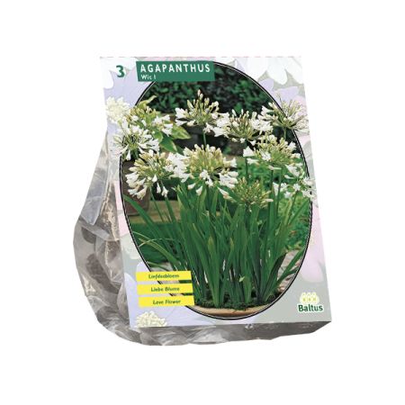 Agapanthus wit 3st