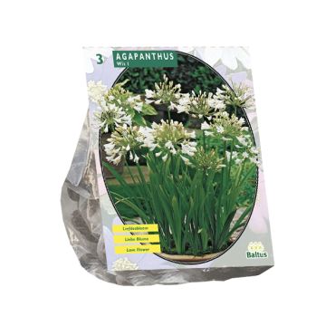 Agapanthus wit 3st
