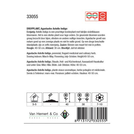 Agastache Astello Indigo