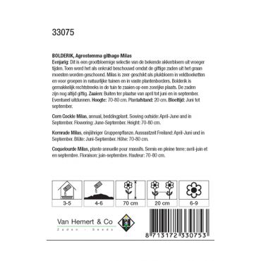 Agrostemma githago Milas - afbeelding 2