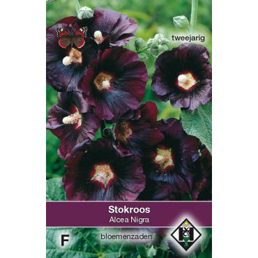 Alcea rosea 'Nigra' - stokroos - afbeelding 1