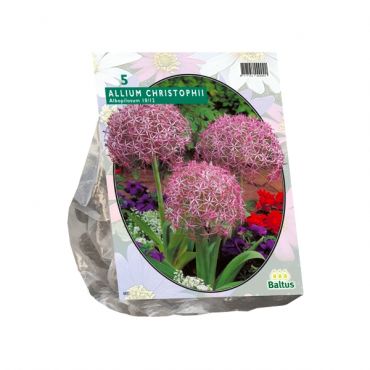 Allium Albopilosum Christophii