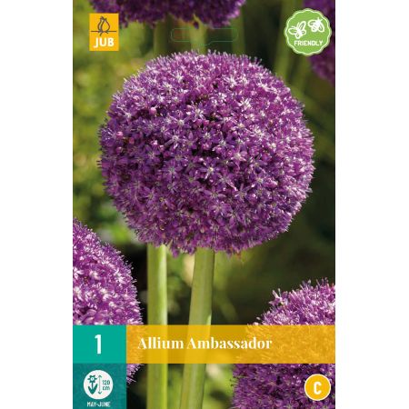 Allium Ambassador