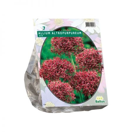 Allium Atropurpureum