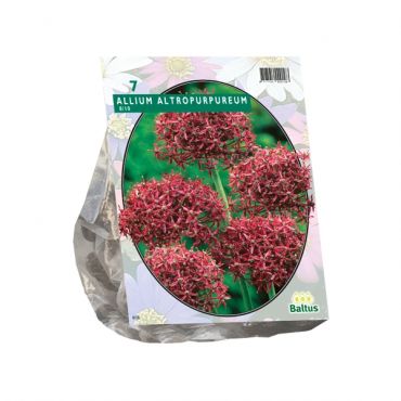Allium Atropurpureum