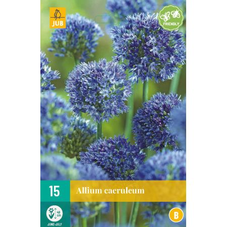 Allium caeruleum