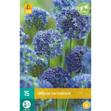 Allium caeruleum