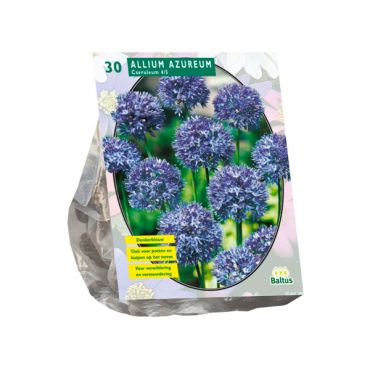 Allium Caeruleum Azureum