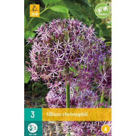 Allium christophii