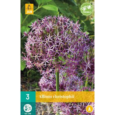 Allium christophii