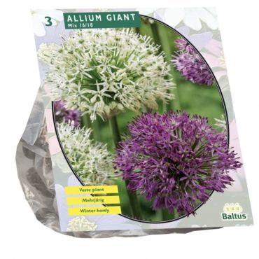 Allium Giant