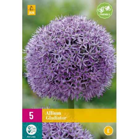 Allium Gladiator