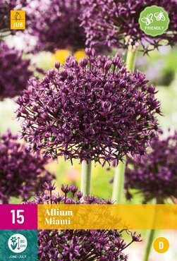 Allium Miami