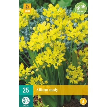 Allium moly