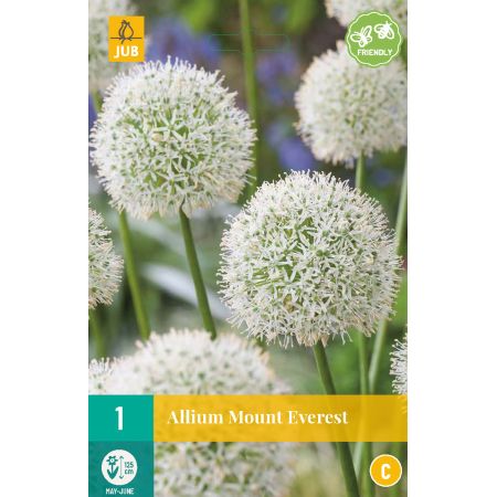 Allium Mount Everest