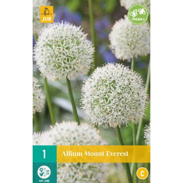 Allium Mount Everest