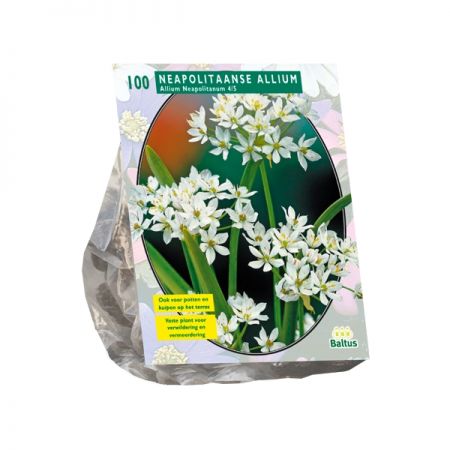 Allium Neapolitanum