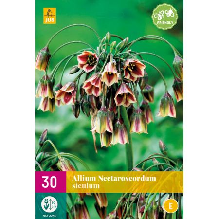 Allium (nectaroscordum) siculum