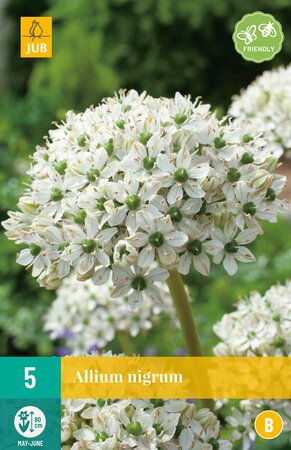 Allium nigrum