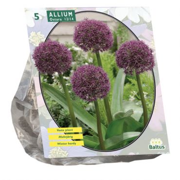 Allium Ostara