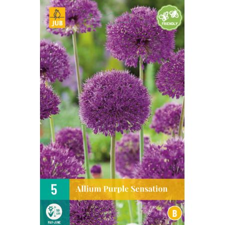 Allium Purple Sensation