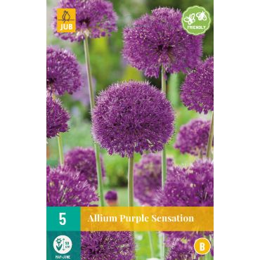Allium Purple Sensation