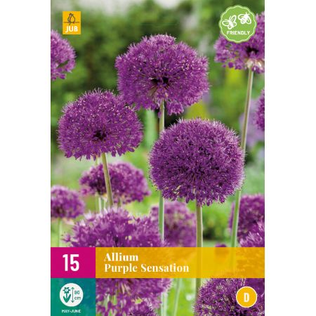 Allium Purple Sensation
