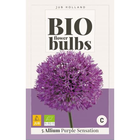 Allium Purple Sensation - bio