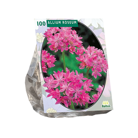 Allium Roseum per 100