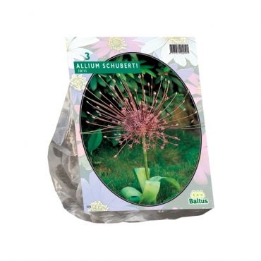 Allium Schuberti