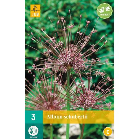 Allium schubertii