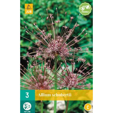 Allium schubertii