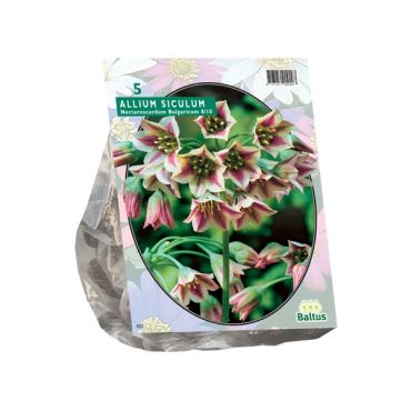 Allium Siculum Bulgaricum