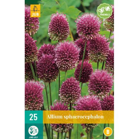 Allium sphaerocephalon