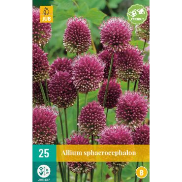 Allium sphaerocephalon