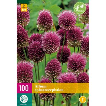 Allium sphaerocephalon
