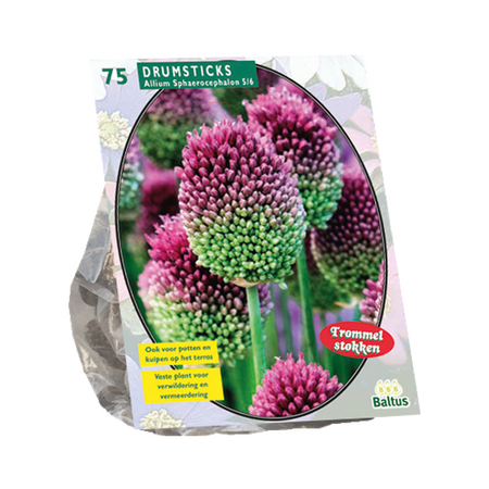 Allium Sphaerocephalon per 75