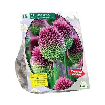 Allium Sphaerocephalon per 75