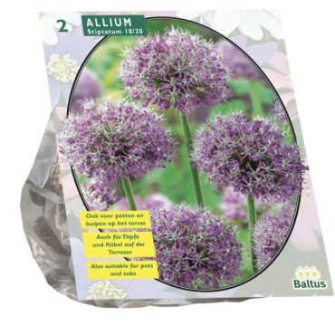 Allium Stipitatum